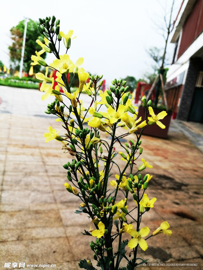 植物