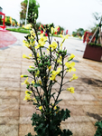 菜花