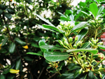 植物