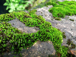 苔藓