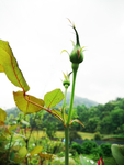 花蕊