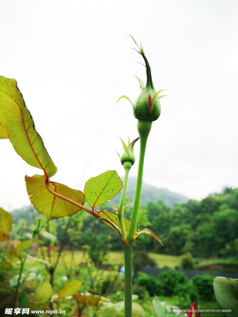 花蕊