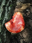 菇