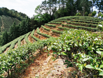 茶叶