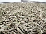 白毛茶