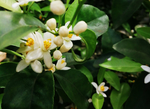 橘子花