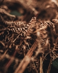 枯草