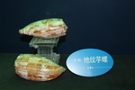 地纹芋螺