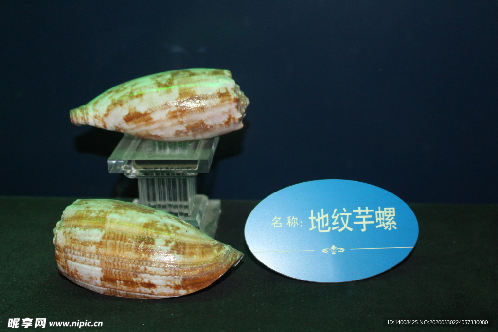 地纹芋螺