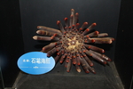 石笔海胆