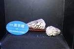 黑芋螺