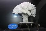 脑珊瑚