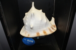 唐冠螺
