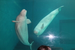 海豚