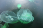 水母
