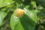 花苞