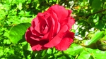 玫瑰花