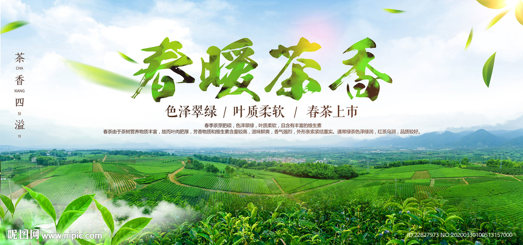 春茶上市
