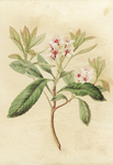 复古色调植物花朵绘画