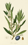 复古色调植物花朵绘画