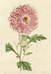复古色调植物花朵绘画