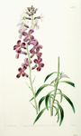 复古色调植物花朵绘画