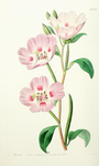 复古色调植物花朵绘画