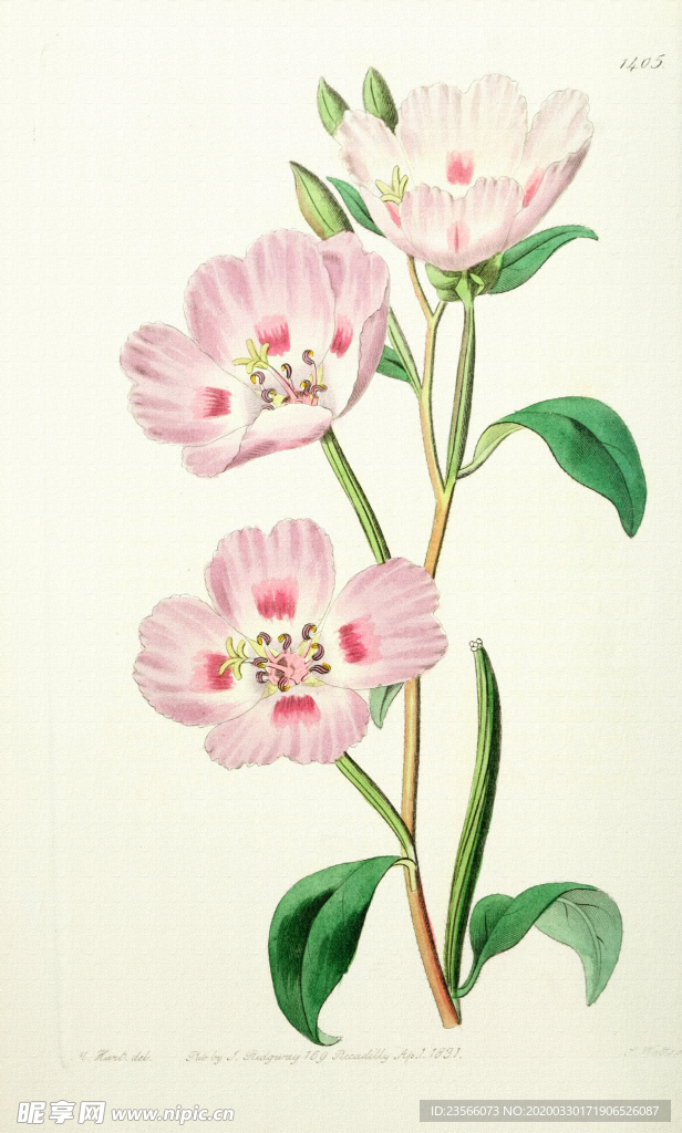 复古色调植物花朵绘画