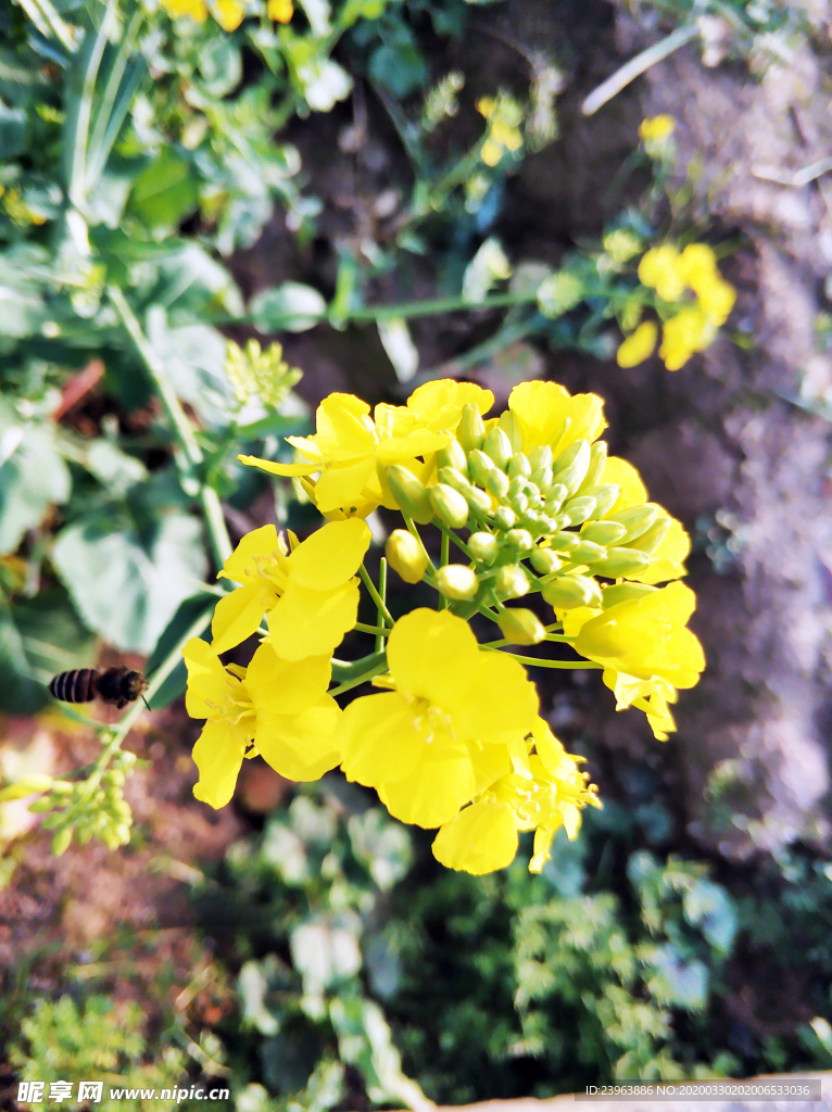 油菜花特写