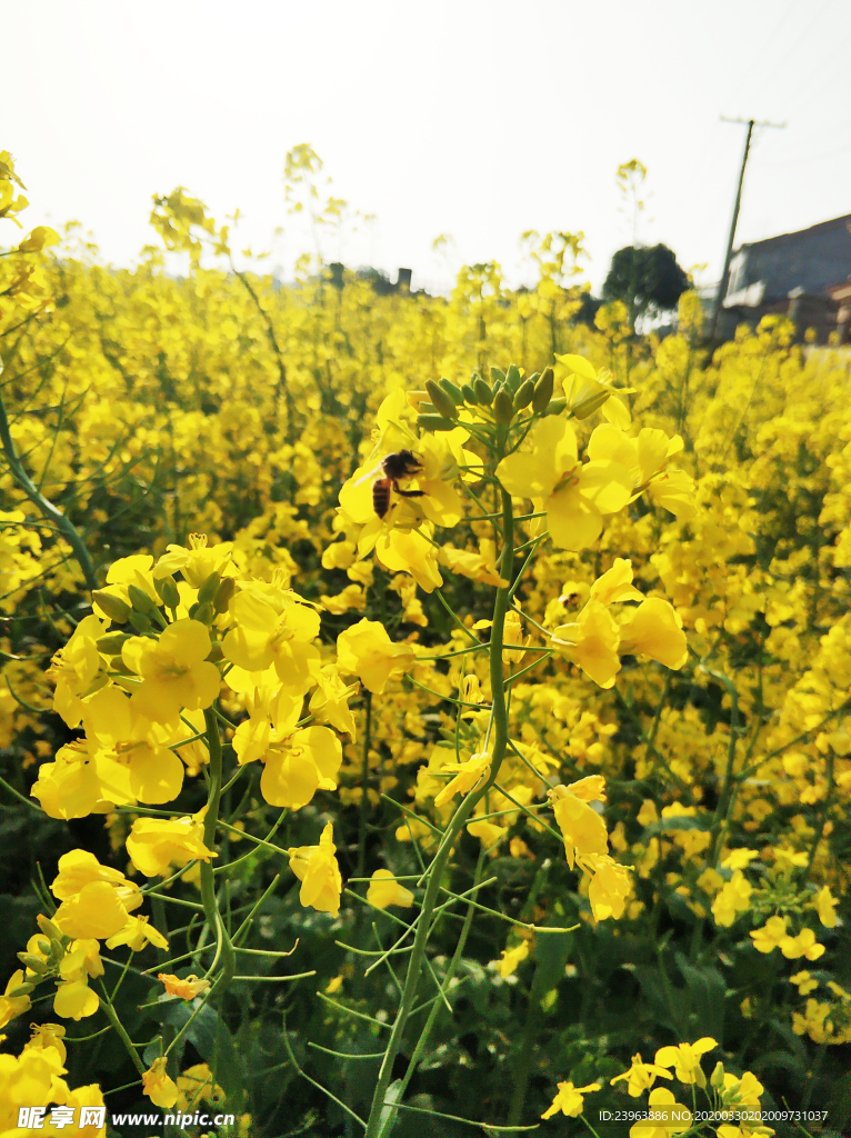 蜜蜂采蜜