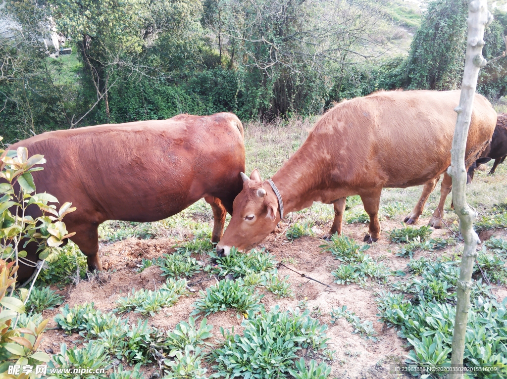 牛吃草