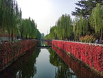 柳岸红堤