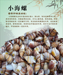 小海螺