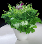 蔬菜拼盘