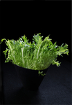 素菜苦菊