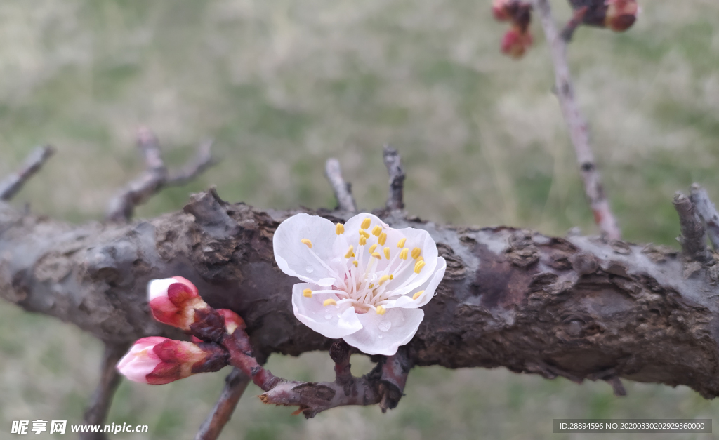 鲜花