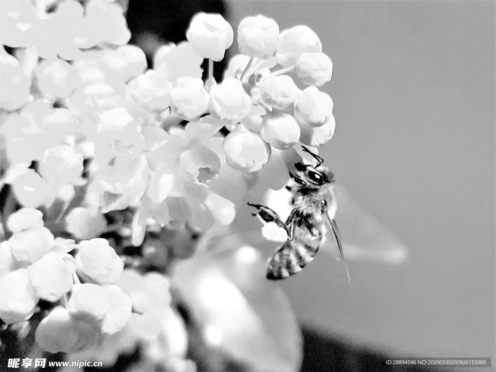 蜜蜂在鲜花里采花蜜