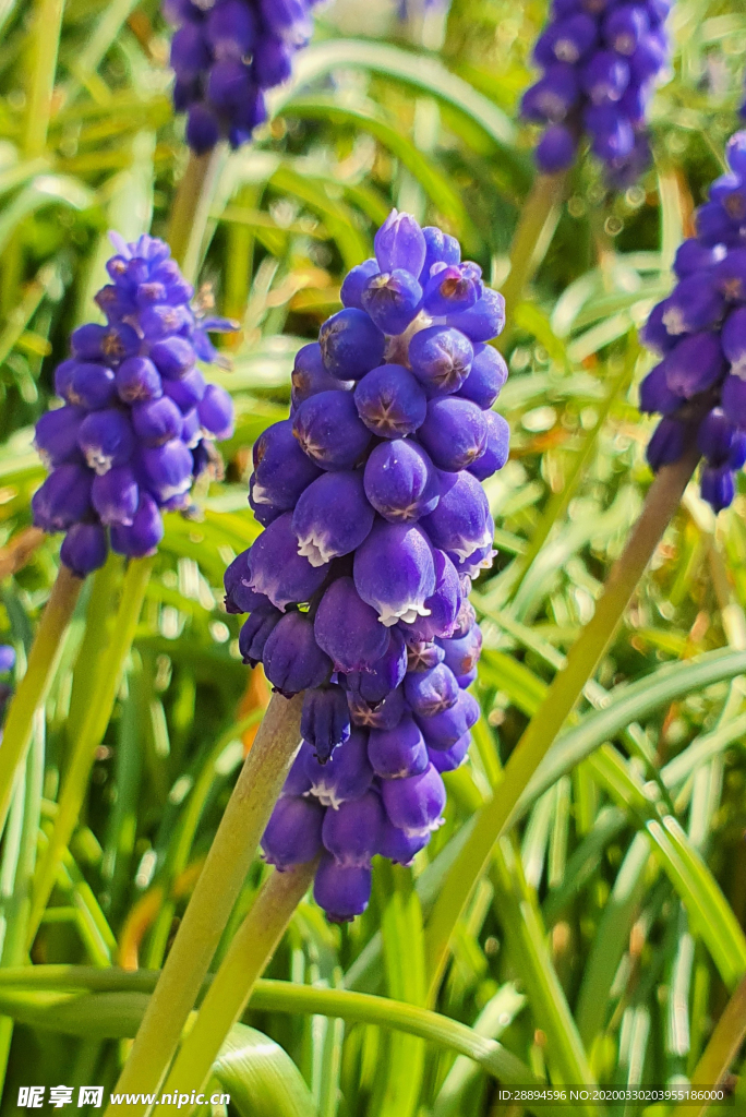 葡萄风信子鲜花