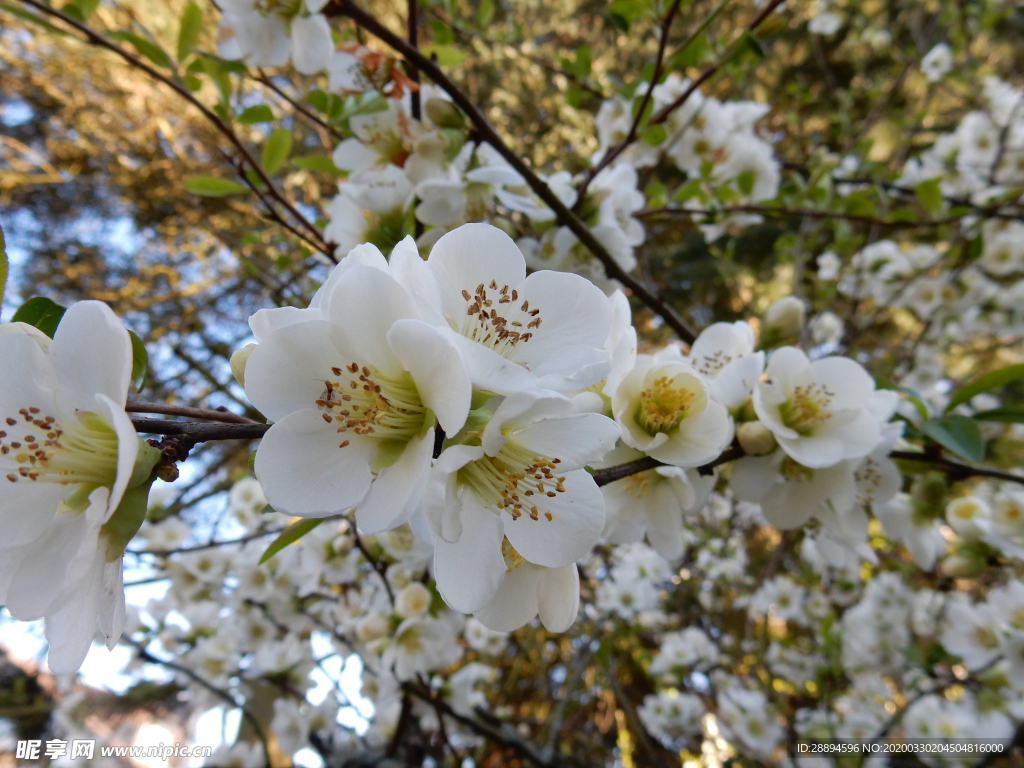 鲜花 蔷薇科