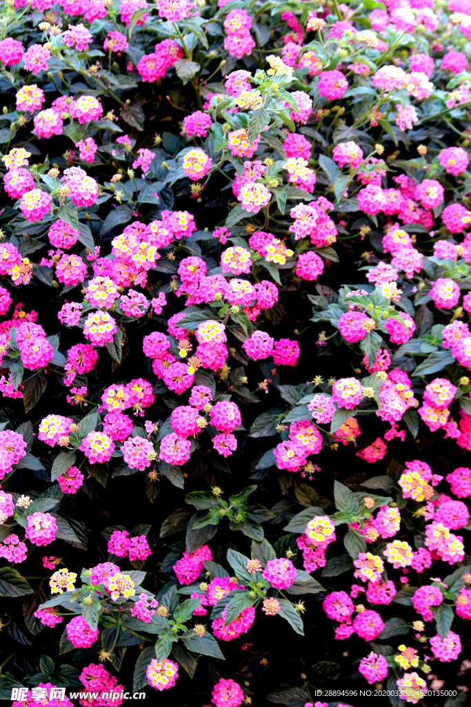 鲜花