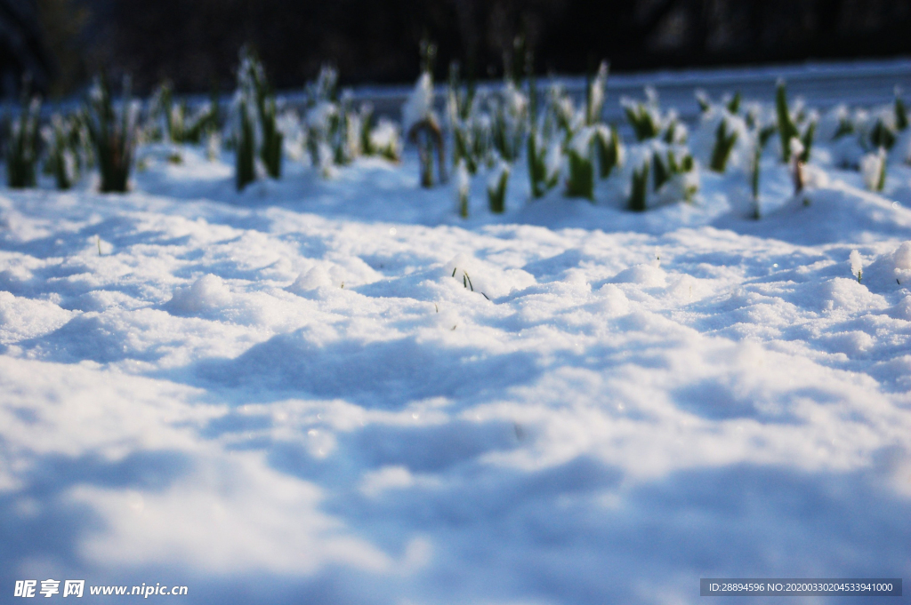 雪 地面