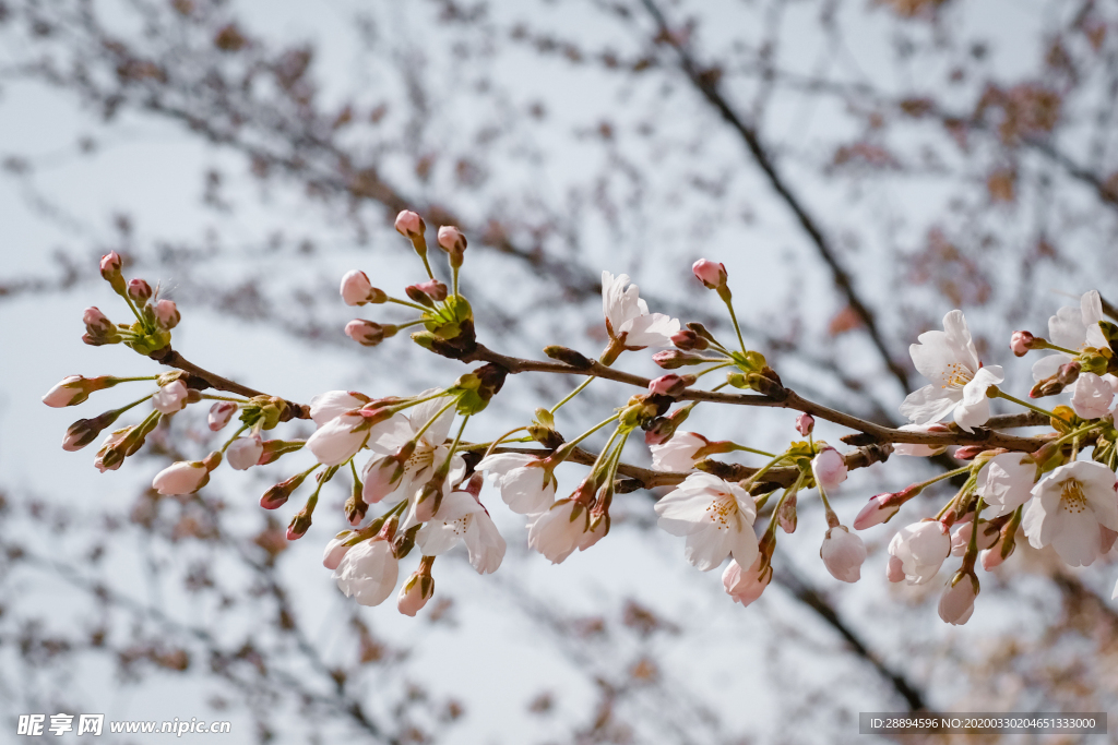 樱花