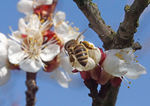 植物花卉杏蜜蜂