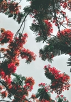 绿叶长寿花