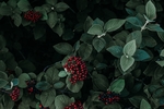 绿叶红果