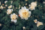 白玫瑰花朵绿叶