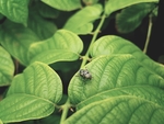 绿叶昆虫
