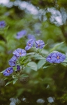 紫罗兰花绿叶