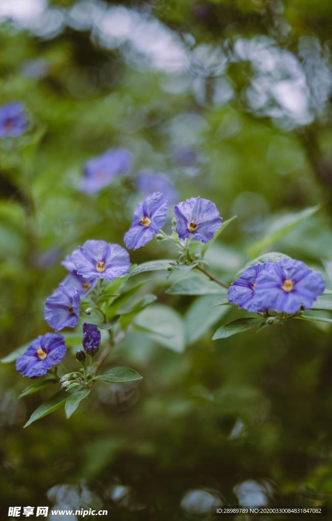 紫罗兰花绿叶