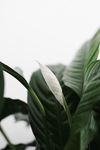 白掌花绿叶